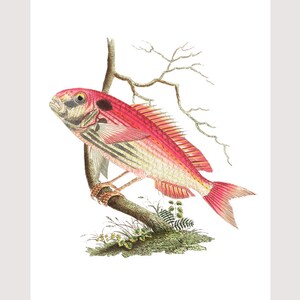 May include: A vintage illustration of a fish with red and white scales perched on a tree branch. The fish has a red dorsal fin and tail, with a black spot near its head. The artwork is set against a white background.