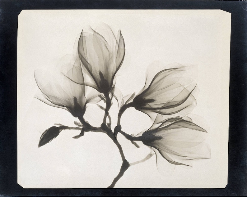 Xray of Magnolia flowers art print Antique xray photo Black Etsy