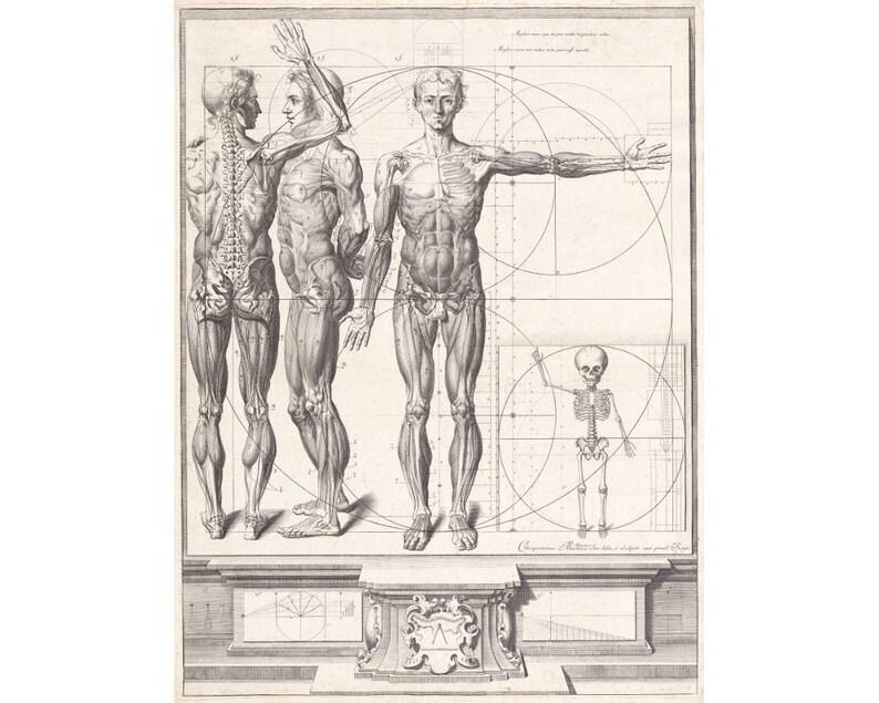 Pu&ograve; includere: Un'illustrazione anatomica in bianco e nero di due figure maschili e uno scheletro. Le figure sono mostrate in varie pose, con i loro muscoli e le loro ossa chiaramente visibili. L'illustrazione &egrave; circondata da forme geometriche e linee, che vengono utilizzate per illustrare le proporzioni del corpo umano.