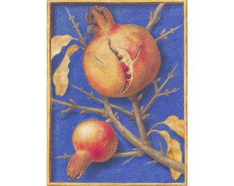 Antique pomegranate painting art print, Fruit wall art, Botanical, Jacques le Moyne, Vintage kitchen decor, French, Shadowbox, Trompe l'oeil