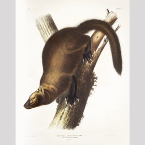 Audubon Fisher art print, North American wildlife art, Northern wild animals, Vintage Natural History illustration, Pennant&#39;s Marten