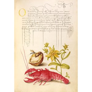 Crayfish art print, Kitchen wall art, Kitchen art print, Crawdad, Crustacean, Lobster, Walnut, Saint John&#39;s Wort, Herbal art print, Floral