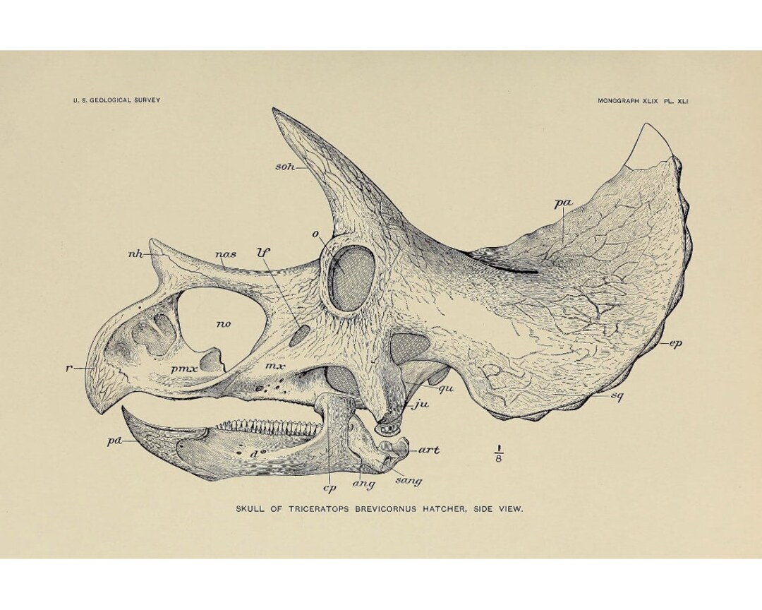 Triceratops skull art print, Vintage Triceratops illustration