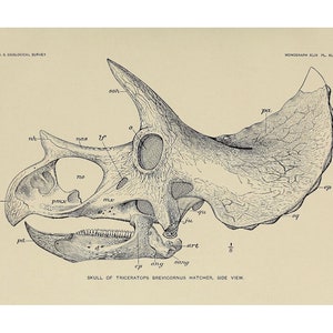 Triceratops skull art print, Vintage Triceratops illustration, Dinosaur skeleton, Antique Dinosaur art, Paleontology art, Animal skull art
