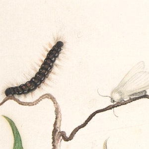 May include: A black and white caterpillar with brown spots on a twig, and a white moth with gray wings on a twig.