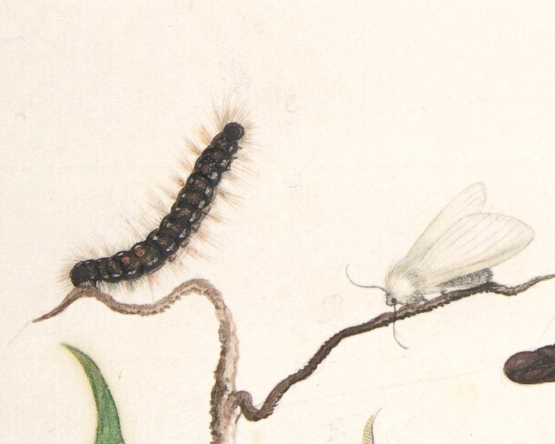 May include: A black and white caterpillar with brown spots on a twig, and a white moth with gray wings on a twig.