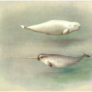 Narwhal art print, Beluga painting, Marine mammals art, Cetaceans art, White Whale, Dolphins, Porpoises, Vintage ocean wildlife illustration
