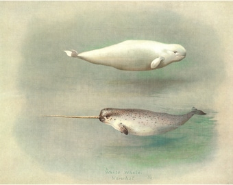 Narwhal art print, Beluga painting, Marine mammals art, Cetaceans art, White Whale, Dolphins, Porpoises, Vintage ocean wildlife illustration