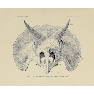 Vintage Triceratops illustration, Triceratops skull art print, Antique Dinosaur art, Dinosaur skeleton, Paleontology art, Animal skull art