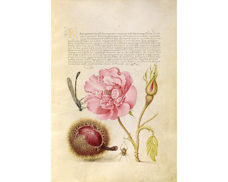May include: A vintage botanical illustration featuring a pink rose with a closed bud, a chestnut burr, a dragonfly, and a spider. The illustration is on a cream-colored background with text in a cursive font.