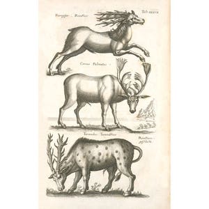 Antique animals art print, Animal wall art, Zoology art print, Zoological art, Deer art print, Antique art, Antlers, Reindeer, Elk, Caribou