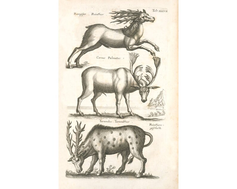 ZOOLOGY ART PRINT 18 X 24 main image 0