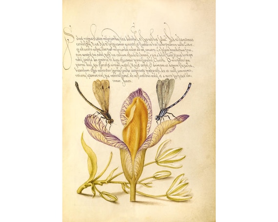 Iris art print, Iris flower wall art, Floral art print, Antique flower art, Damselflies, Dragonflies, Star of Bethlehem, Vintage botanical