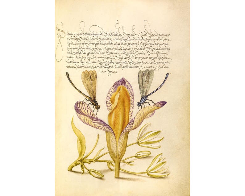 May include: A vintage illustration of a yellow and purple flower with two dragonflies perched on the petals. The dragonflies are a light blue and a brown color. The illustration is on a cream-colored background with handwritten text in black ink.
