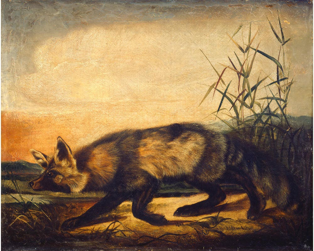 Audubon fox art print, Red fox oil painting, Antique animal art, Vintage wildlife art, John Woodhouse Audubon, Woodland wall art