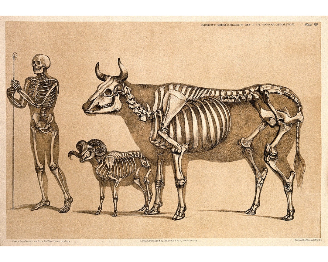 Antique Anatomy Poster, Vintage Anatomical Illustration, Skeletal