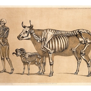Antique Anatomy poster, VIntage anatomical illustration, Skeletal comparative anatomy art print, Human skeleton, Cow, Ram, Animal skeleton