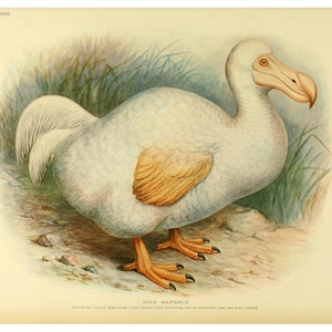 White Dodo illustration, Antique Dodo bird painting, Extinct bird print, Extinct animals, Vintage bird painting, Natural History wall art