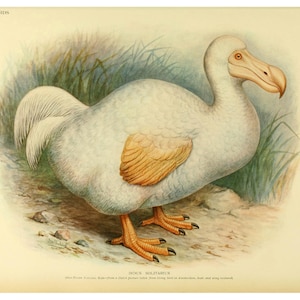 以下が含まれることがあります： 白とオレンジのドードー、飛べない絶滅した鳥が、茶色と緑の地面に立っています。鳥は大きなくちばしと白い尻尾を持っています。画像は「絶滅した鳥」というタイトルの本からのものです。