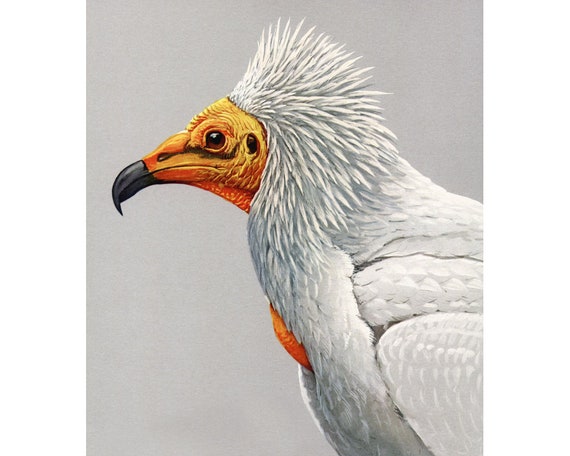Egyptian Vulture Art Print Louis Agassiz Fuertes Abyssinian Etsy