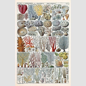 Vintage coral art print, Antique sea corals poster, Ocean art, Beach house decor, Nature wall art, Marine biology art, Sea life collection