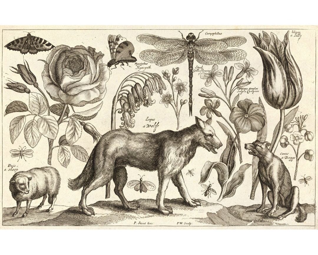 アート・デザイン・音楽 WOLS PHOTOGRAPHS WATERCOLOURS ETCHINGS PRESENTATION: Wols – dreamideamachine ART VIEW