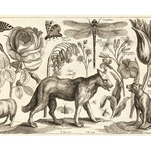 Antique wolf art print, Vintage wolf wall art, Natural history print, Zoology art, Medieval wolf etching, Bohemian art, Wenceslaus Hollar