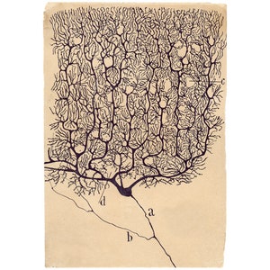 Neuron drawing by Santiago Ramón y Cajal, Antique brain anatomy art print, Vintage anatomical illustration, Neuroscience art, Biology art