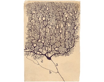 Neuron drawing by Santiago Ramón y Cajal, Antique brain anatomy art print, Vintage anatomical illustration, Neuroscience art, Biology art