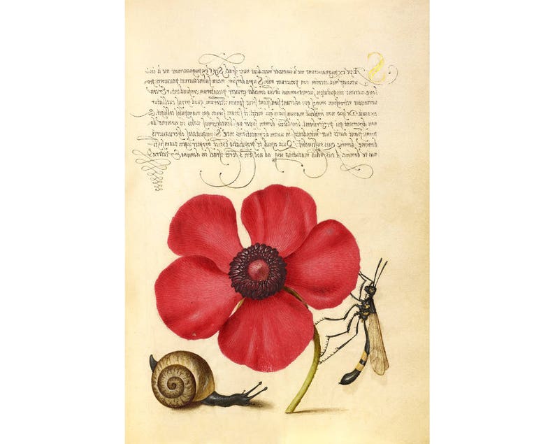 May include: A vintage illustration of a red poppy flower with a snail and a dragonfly on a cream-colored background. The image is surrounded by handwritten text in black ink.