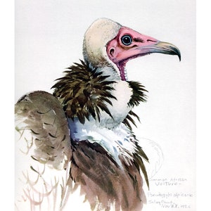 Hooded Vulture art print, Louis Agassiz Fuertes Abyssinian Birds, Vulture watercolor painting, Vulture wall art, Natural history art