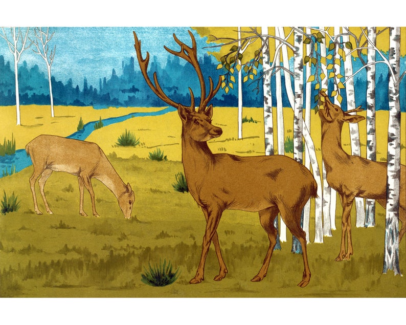 May include: Three deer in a forest setting. Two brown deer with antlers stand in a grove of birch trees. A third deer grazes in the foreground.