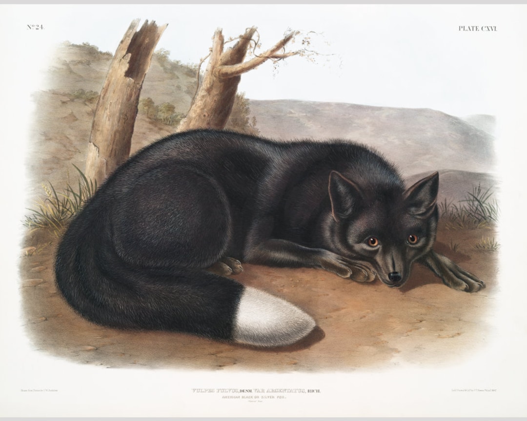 Audubon Black Fox Art Print, Silver Fox, Vintage Wildlife