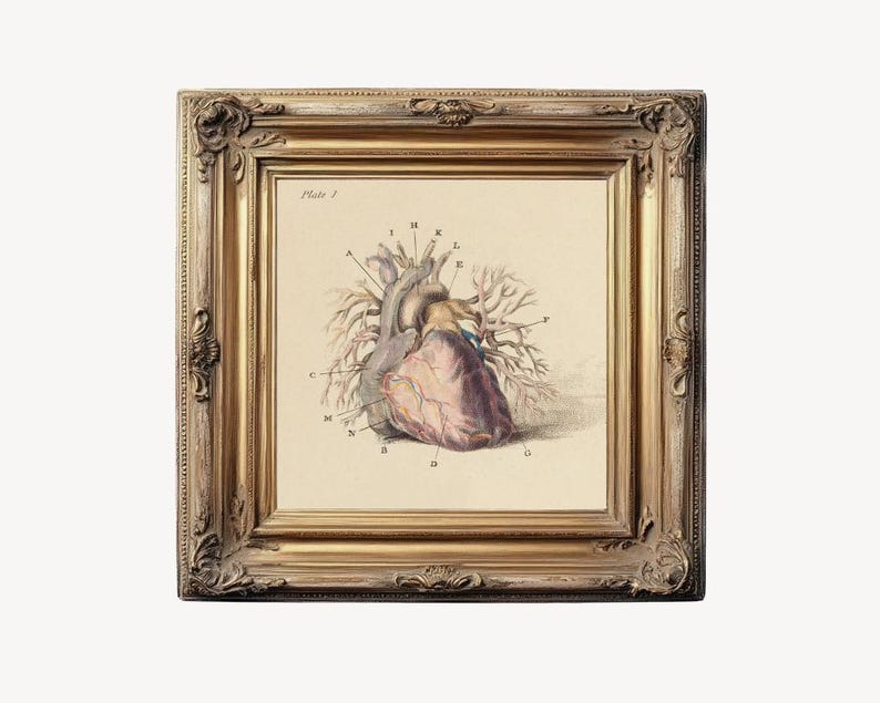 Antique Anatomical Heart Illustration, Vintage Heart Anatomy Art Print ...