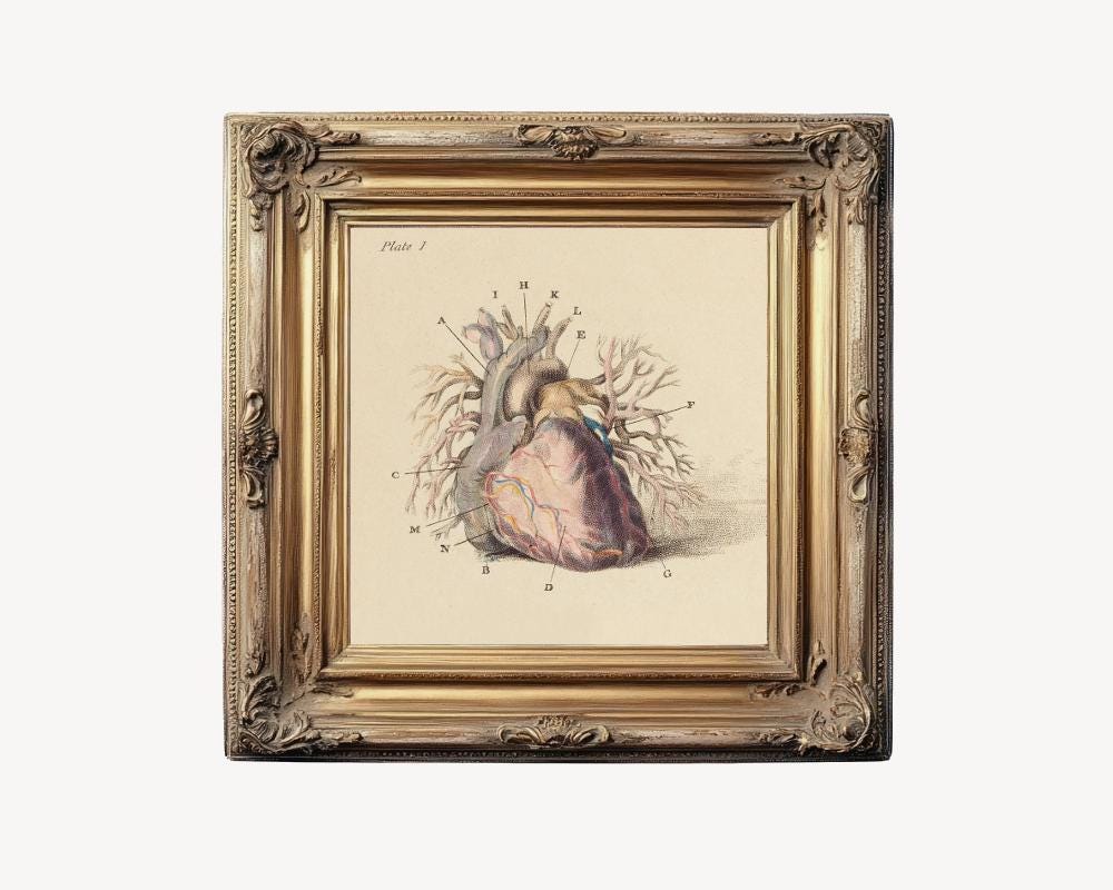 Antique Anatomical Heart Illustration, Vintage Heart Anatomy Art Print ...