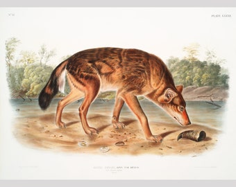 Audubon Red Wolf art print, Vintage wolf illustration, Antique wolf painting, Natural History wall art, Wildlife prints, Carnivores