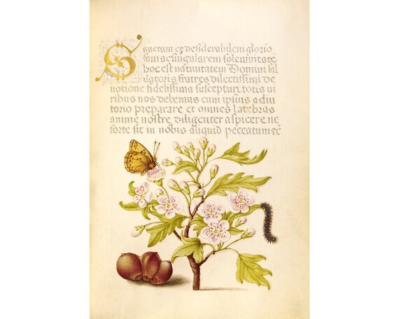 Vintage floral art print, Antique floral art, Antique botanical, Vintage botanical, Nature print, Hawthorn, Caterpillar, Filbert, Butterfly