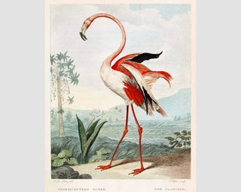 Antique flamingo art print, Pink flamingo painting, Vintage natural history, Beach house decor, Tropical bird wall art, Exotic wildlife art