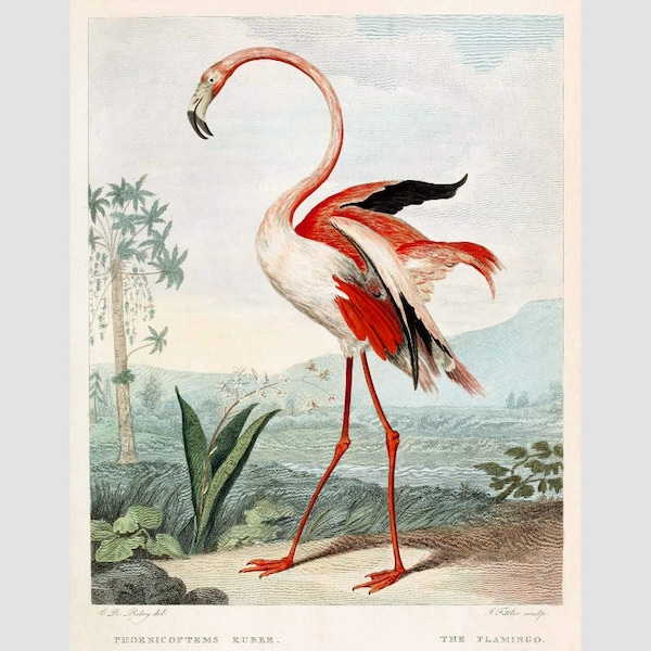 Antique flamingo art print, Pink flamingo painting, Vintage natural history, Beach house decor, Tropical bird wall art, Exotic wildlife art
