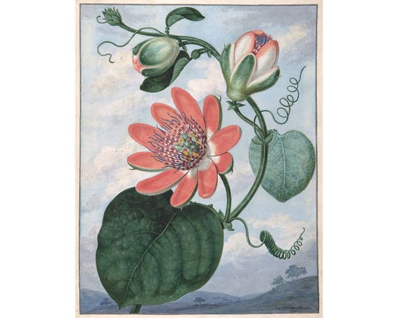 Pink passion flower art print, Passionflower, Passiflora, Passion flower painting, Antique botanical print, Floral wall art, Tropical flora