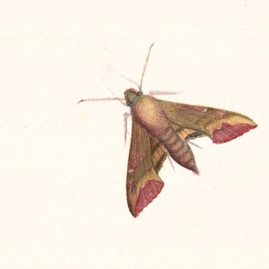 May include: A watercolor painting of a brown and red moth with long antennae. The moth is in flight with its wings spread out.