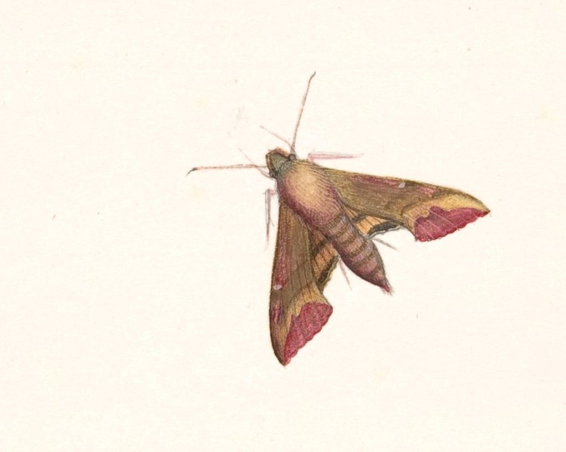 May include: A watercolor painting of a brown and red moth with long antennae. The moth is in flight with its wings spread out.