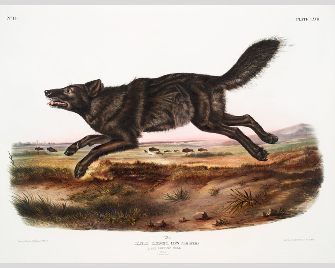 Wildlife in American Art: Masterworks from the National