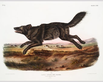 Audubon Black Wolf art print, North American Wolf painting, Antique wildlife illustration, Running wolf, Predators, Vintage animal