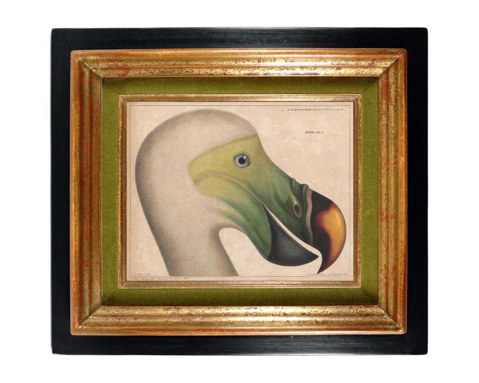 Antique Dodo Bird Illustration, Vintage Dodo Drawing, Extinct Animals ...
