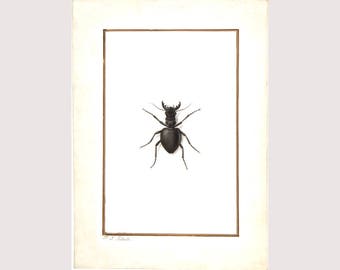 Stag beetle art print, Pierre Joseph Redoute, Insect art, Natural and minimalist, Antique natural history print, Insect painting, Specimen