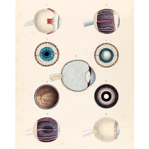 Vintage eye anatomy chart, Antique human anatomy art, Eyeballs print, Anatomical illustration, Color anatomy poster, Science art print, Eyes
