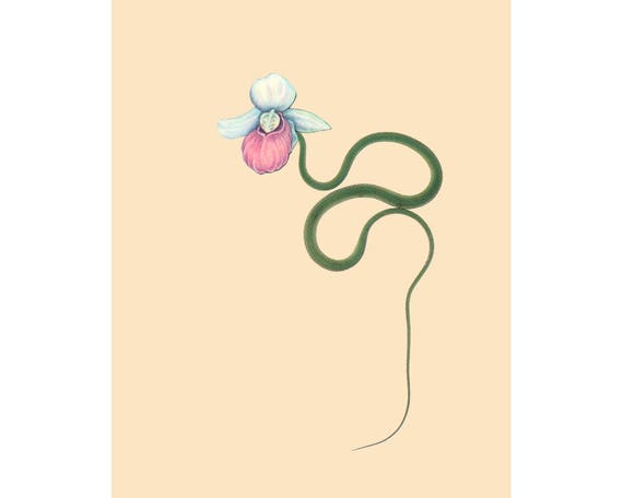 Natural History print, SNAKE FLOWER, Fine art print, paper collage, Altered art, Vintage nature print, Lady's slipper, Green snake, 8x10