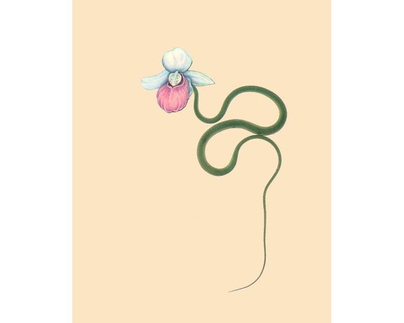 May include: A botanical illustration of a lady slipper orchid. The flower has white and light blue petals with a pink pouch. A long, green, winding stem extends from the flower against a beige background.