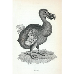 Dodo art print, Dodo bird, Antique animal art, Zoology art, Extinct animals, Antique natural history print, Antique animal illustration